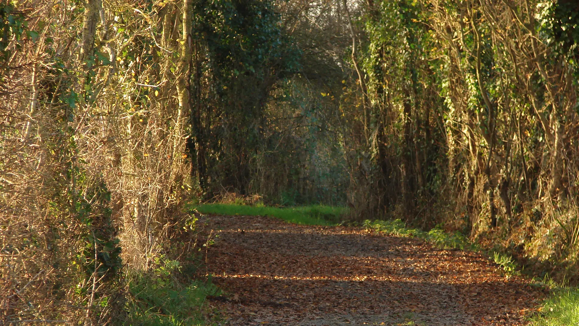 les chemins creux de St denis d'Anjou