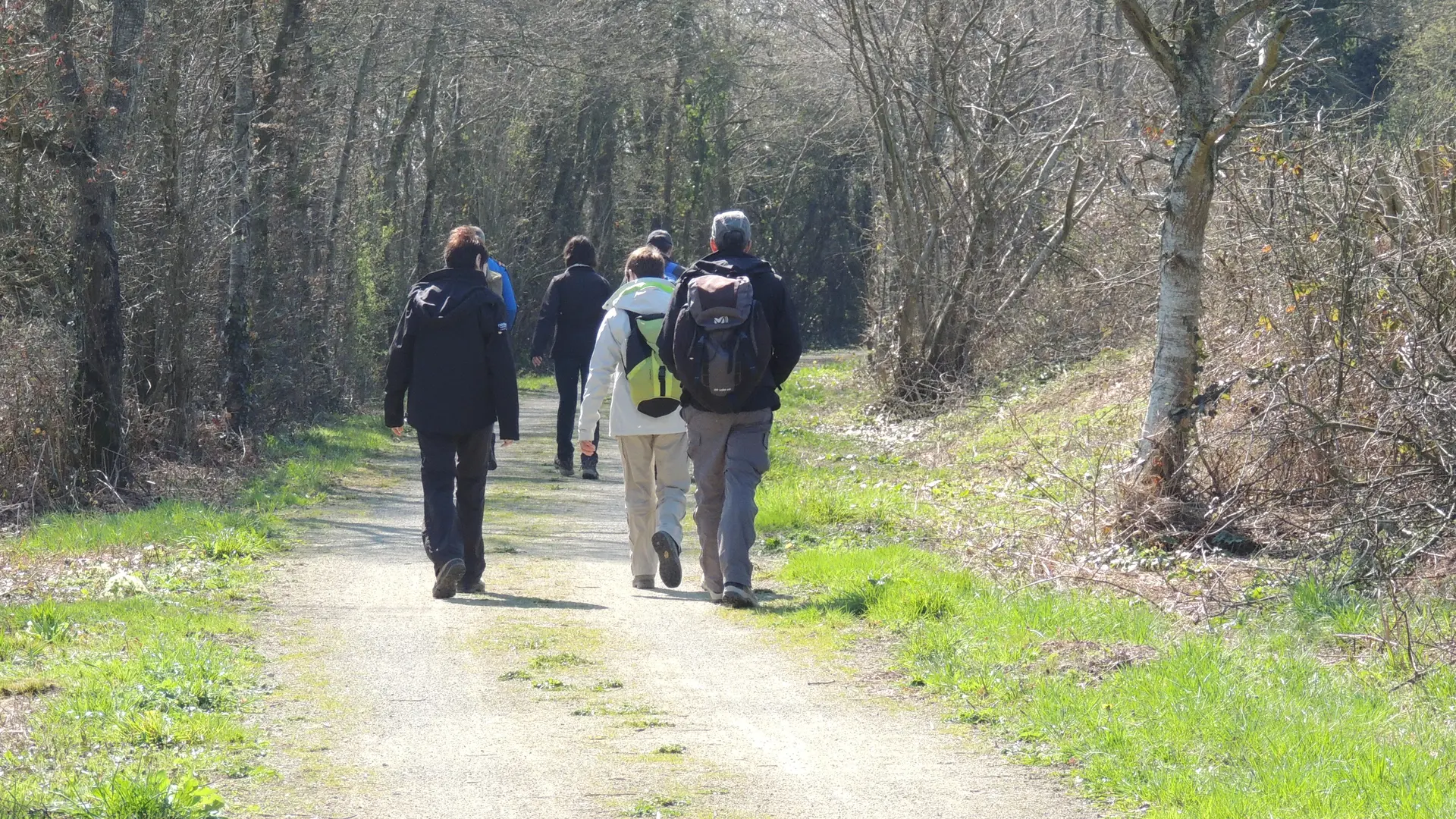 Sentier du loup dans les fougères