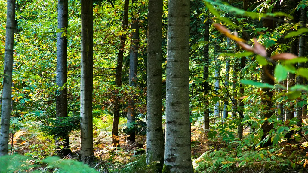 Forêt