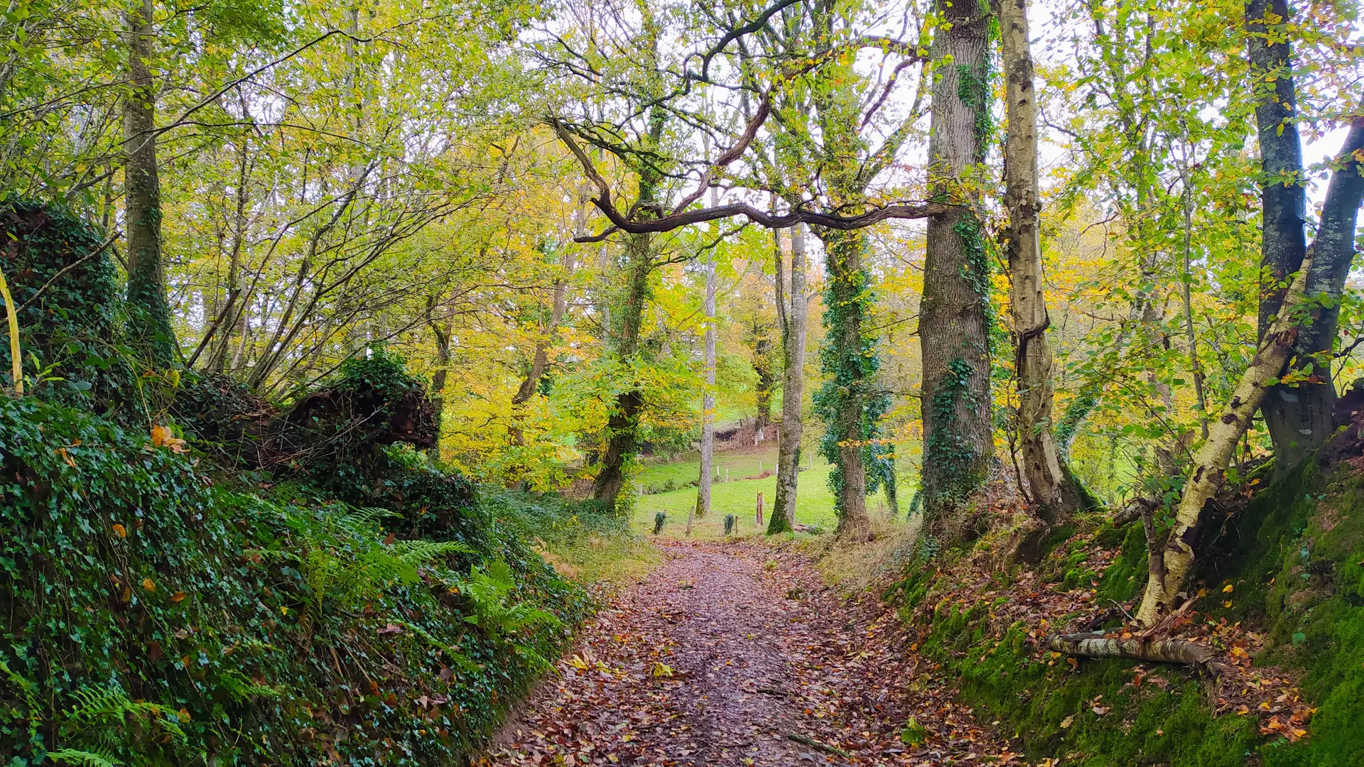 Fougerolles du plessis claire fontaine - 68