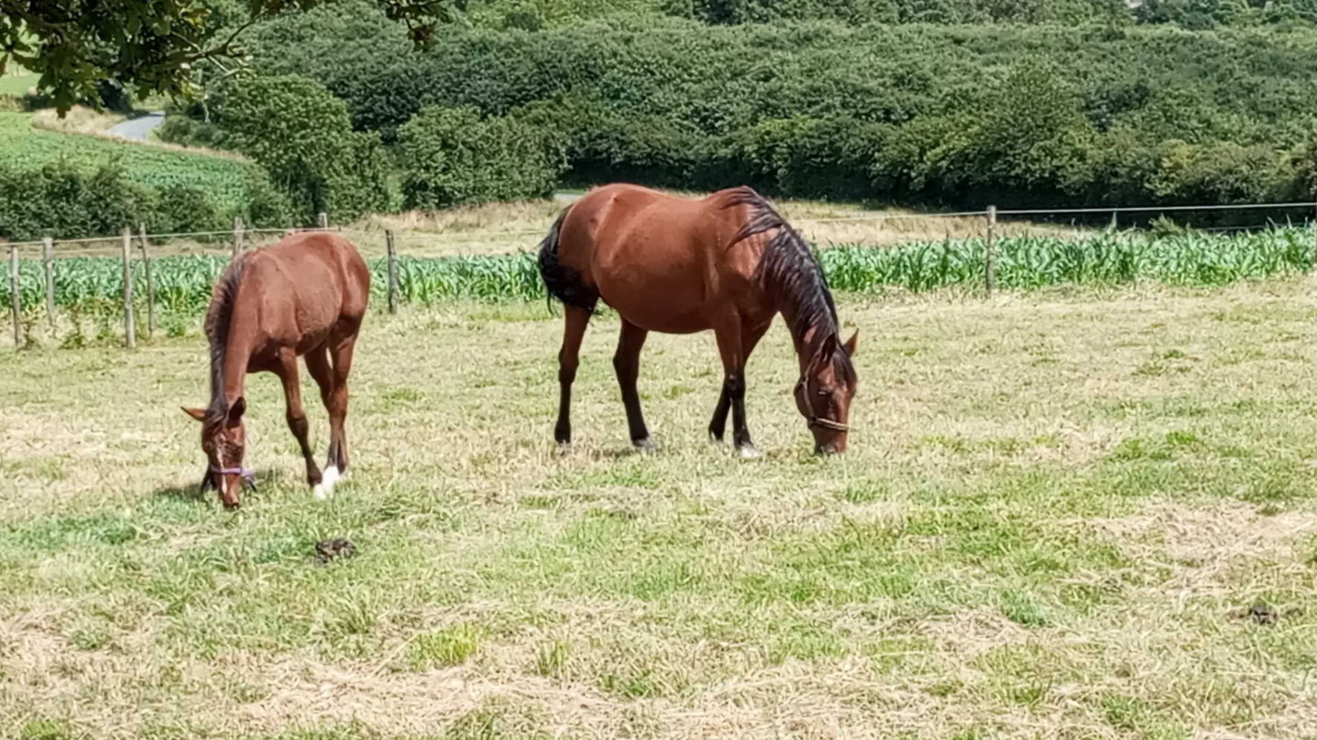 Gite Giraudière 7