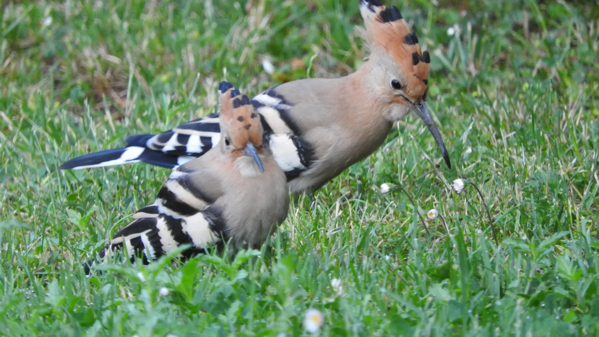 Le gîte de Baude est un refuge pour les oiseaux. Les huppes fasciées adorent la pelouse !!_32