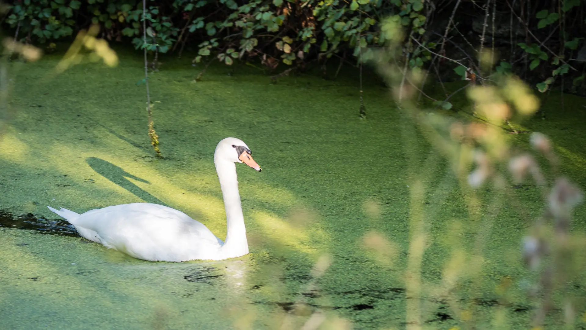 Cygne tuberculé ( île de Charrouin )_29