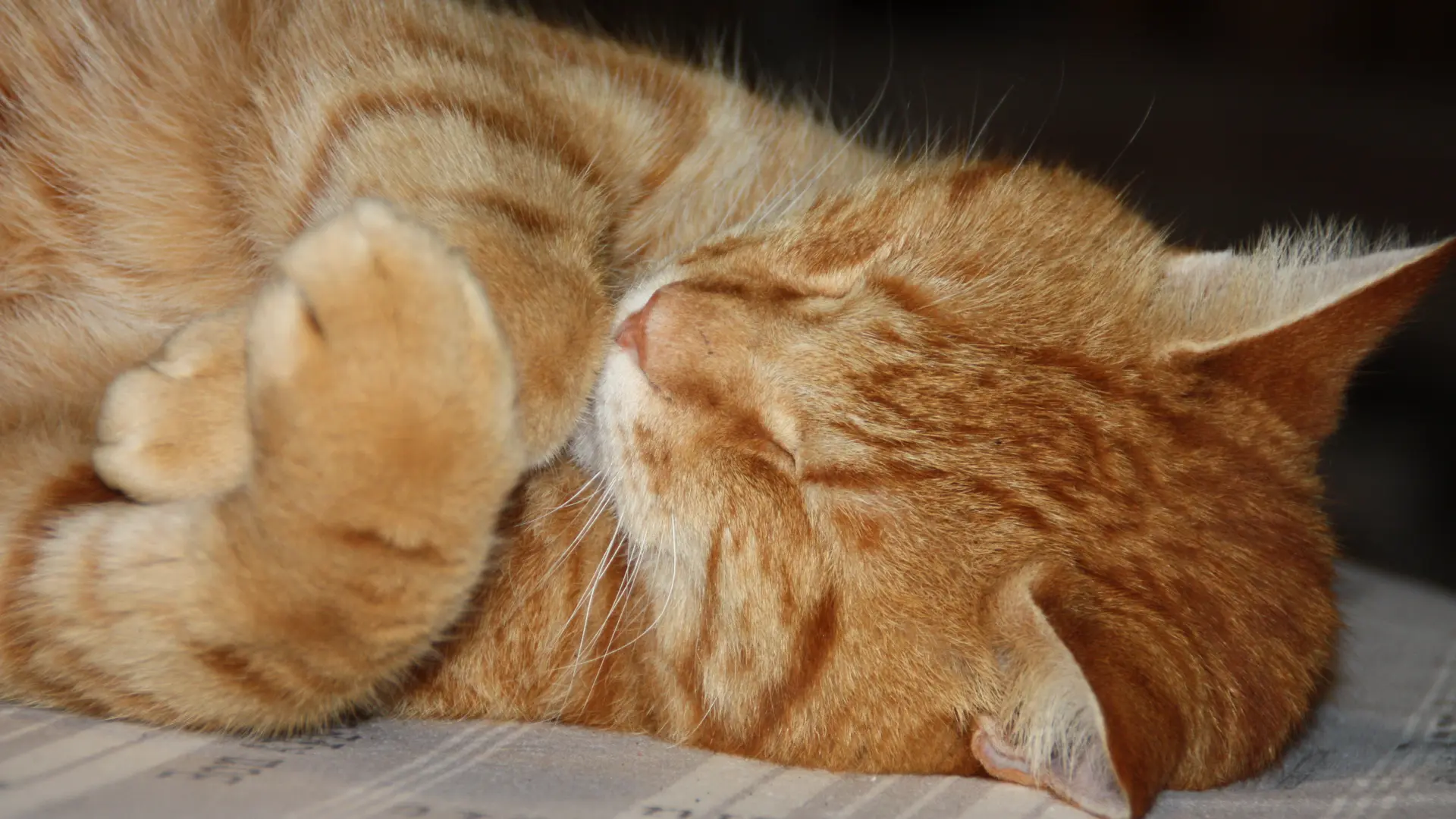 La Maison du Chat qui Pelote