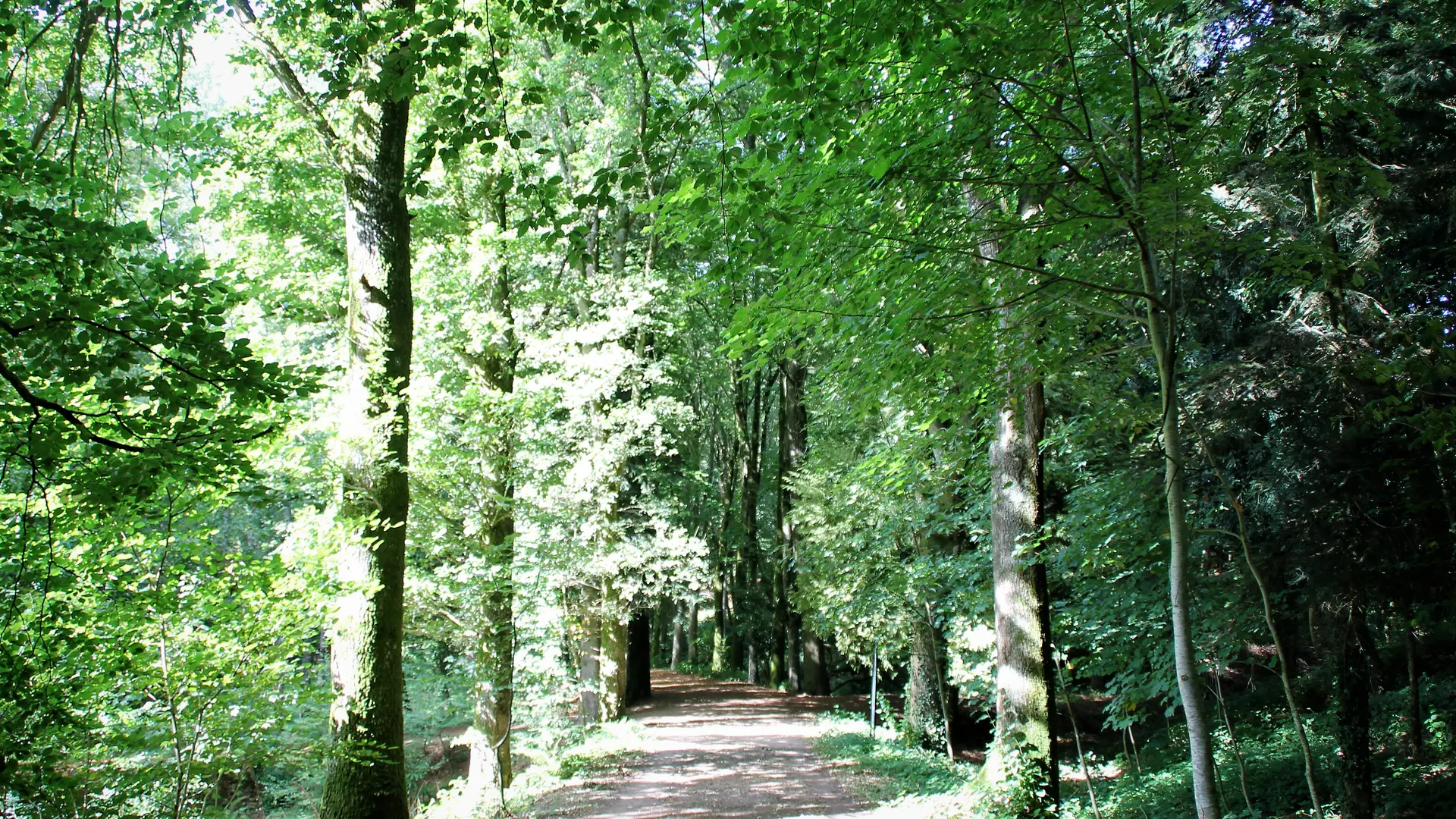 Arboretum et parc de 12 ha