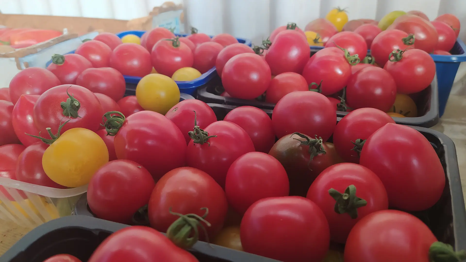 Guiard - légumes Ambrières les vallées 53 Mayenne 1