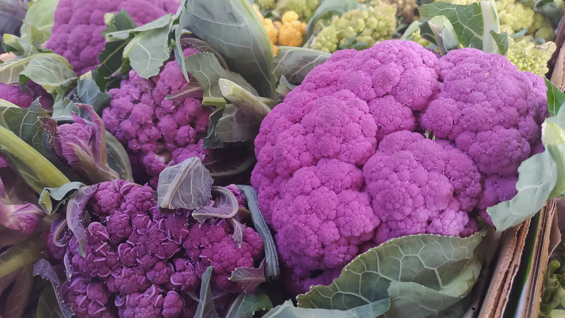 Guiard - légumes Ambrières les vallées 53 Mayenne 2