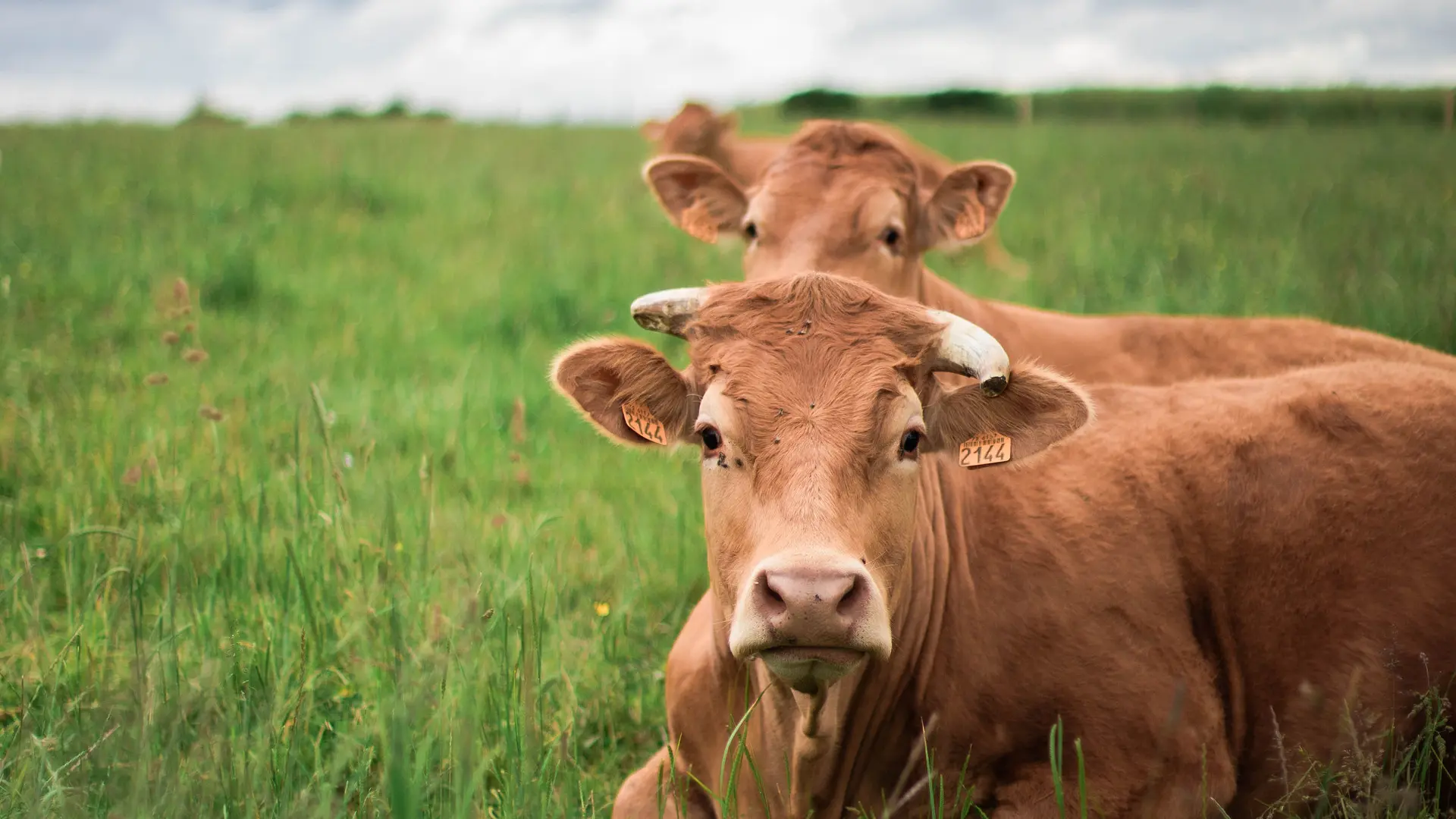 Gîte La Rousselière - Saint-Léonard-des-Bois - vaches