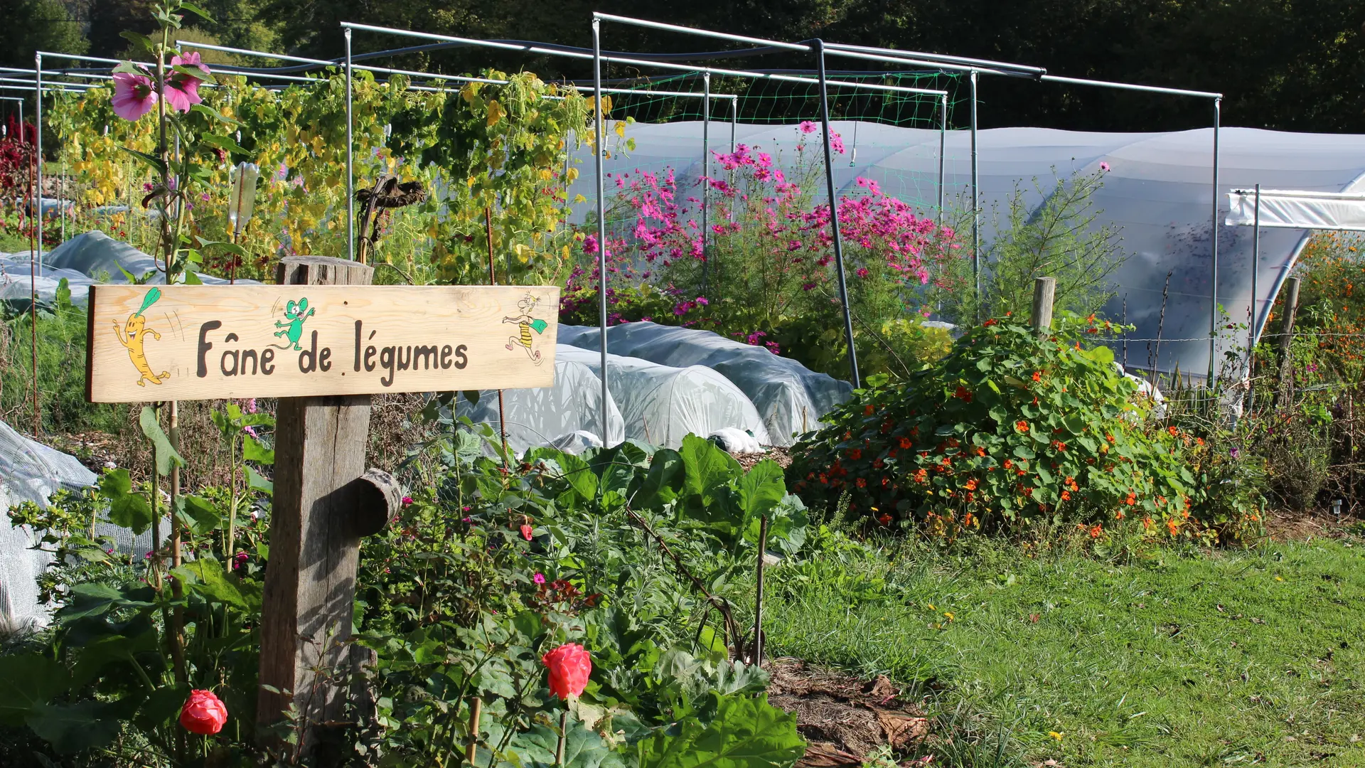 Fane de légumes