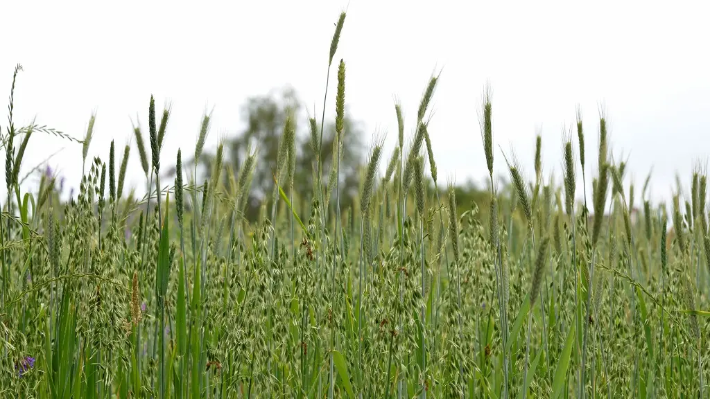 La ferme nazairienne Entre chèvres et choux