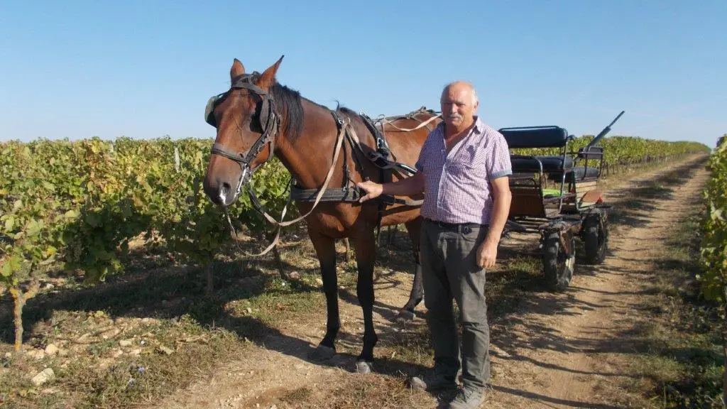 Notre calèche dans les vignes