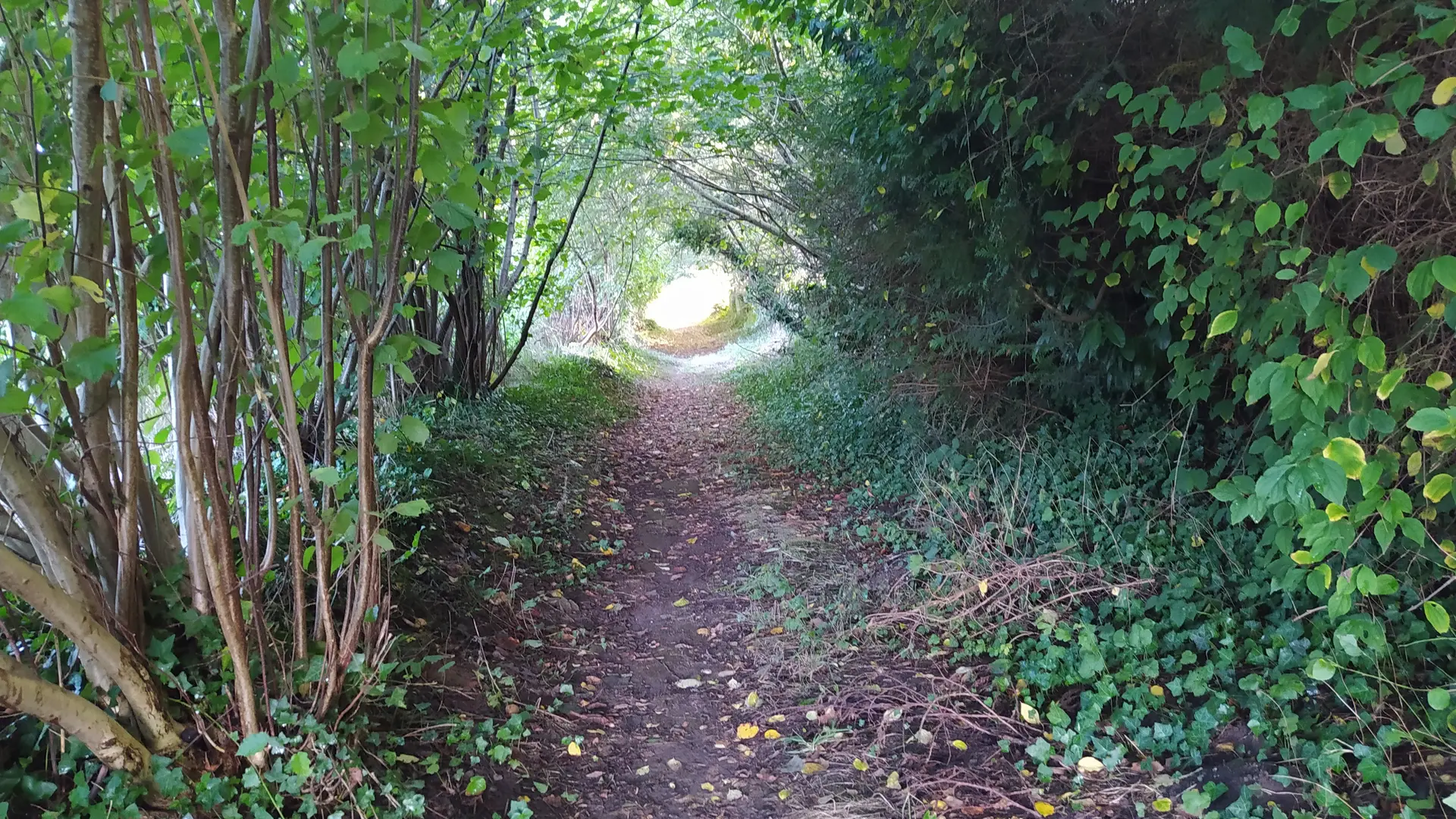 Oisseau Quincampoix 53 © bocage mayennais tourisme - 67