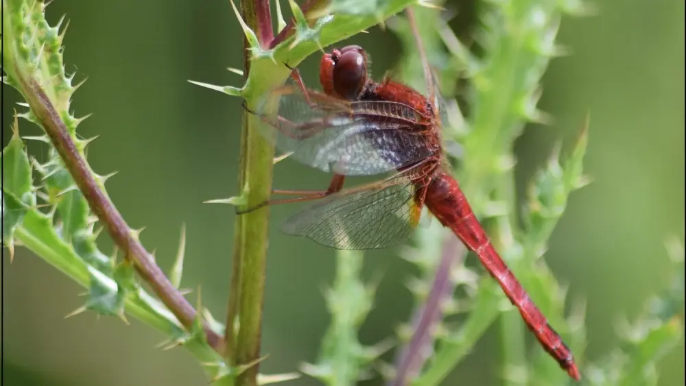 Sympetrum-rouge-sang-1800x1200-2-2