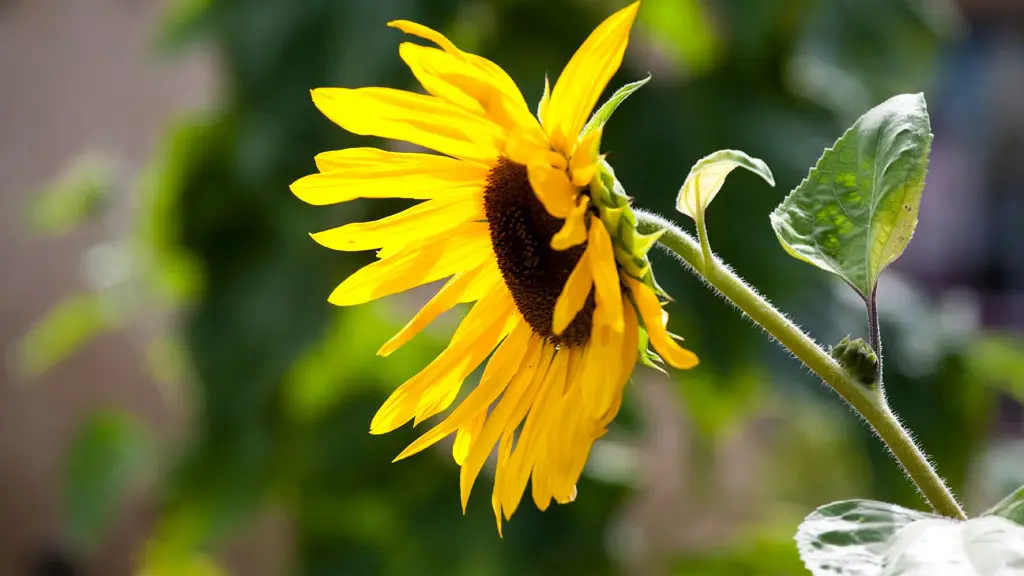 Tournesol-mézeray
