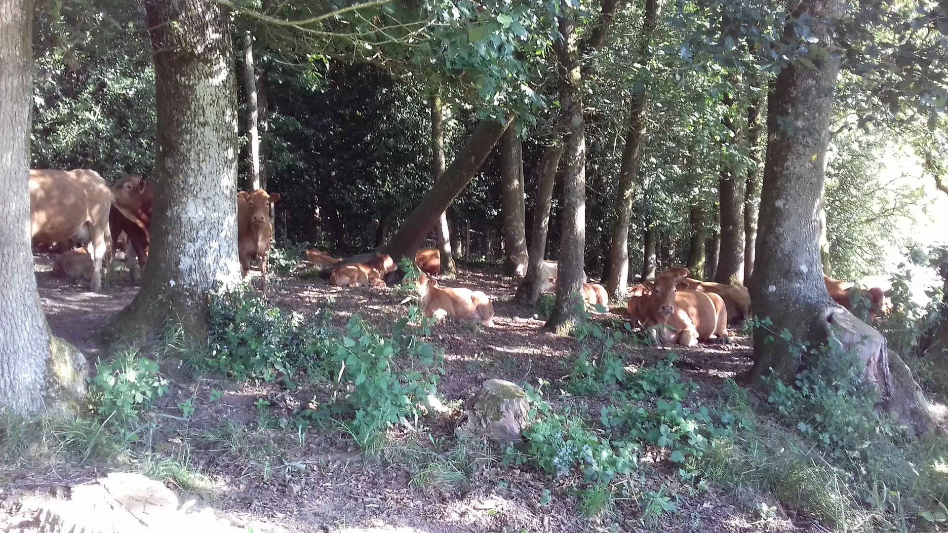 Gîte Le Douet Moreau - Saint-Léonard-des-Bois - vaches de l'exploitation