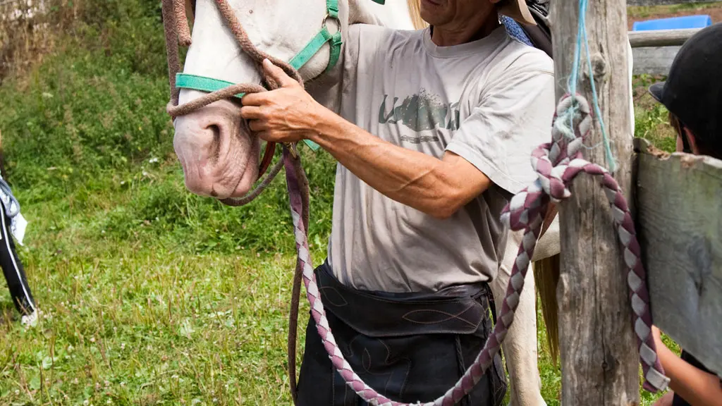 Vallee-de-la-sarthe-caresse-cheval-mesangeres-iti-72
