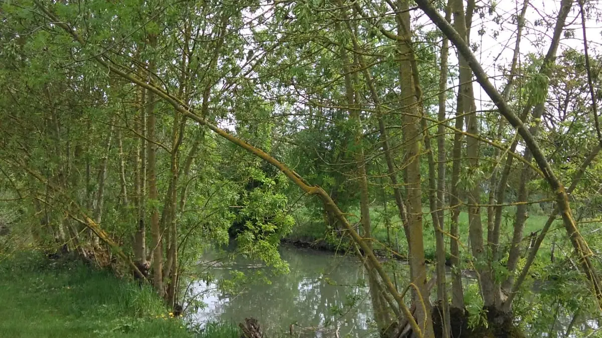 La Vieille Autise Gîte La Cibulle