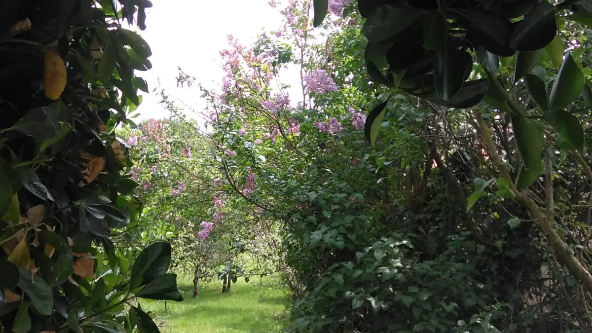 Jardin Gîte La Cibulle