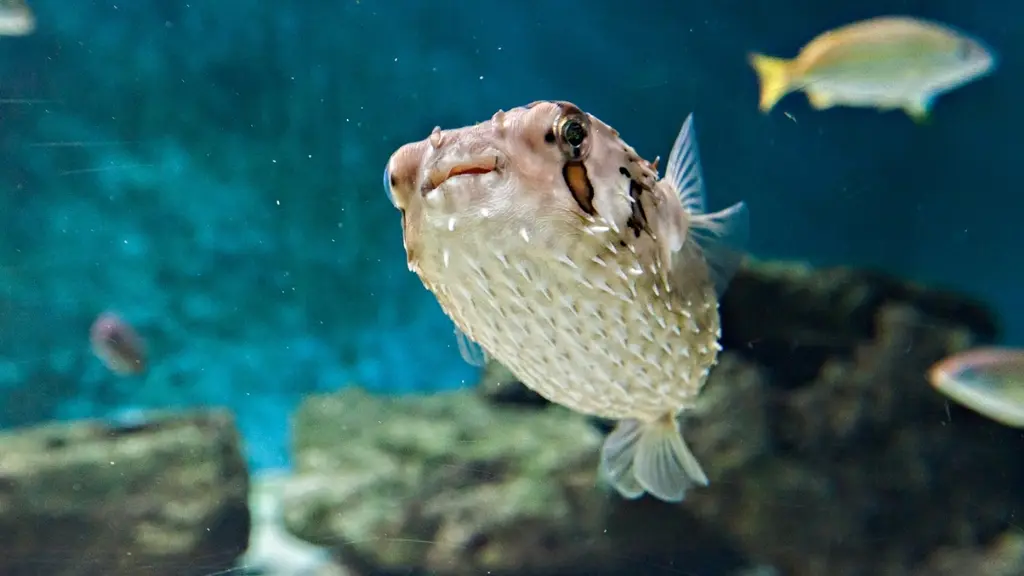 aquarium-vendee-talmont-bourgenay-poisson-fugu