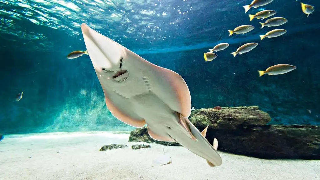 aquarium-de-vendee-talmont-saint-hilaire