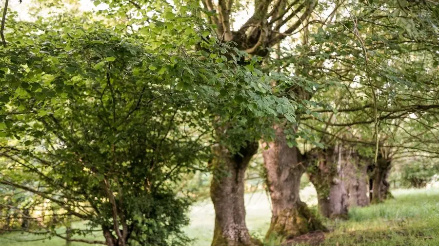 arbres plan d eau