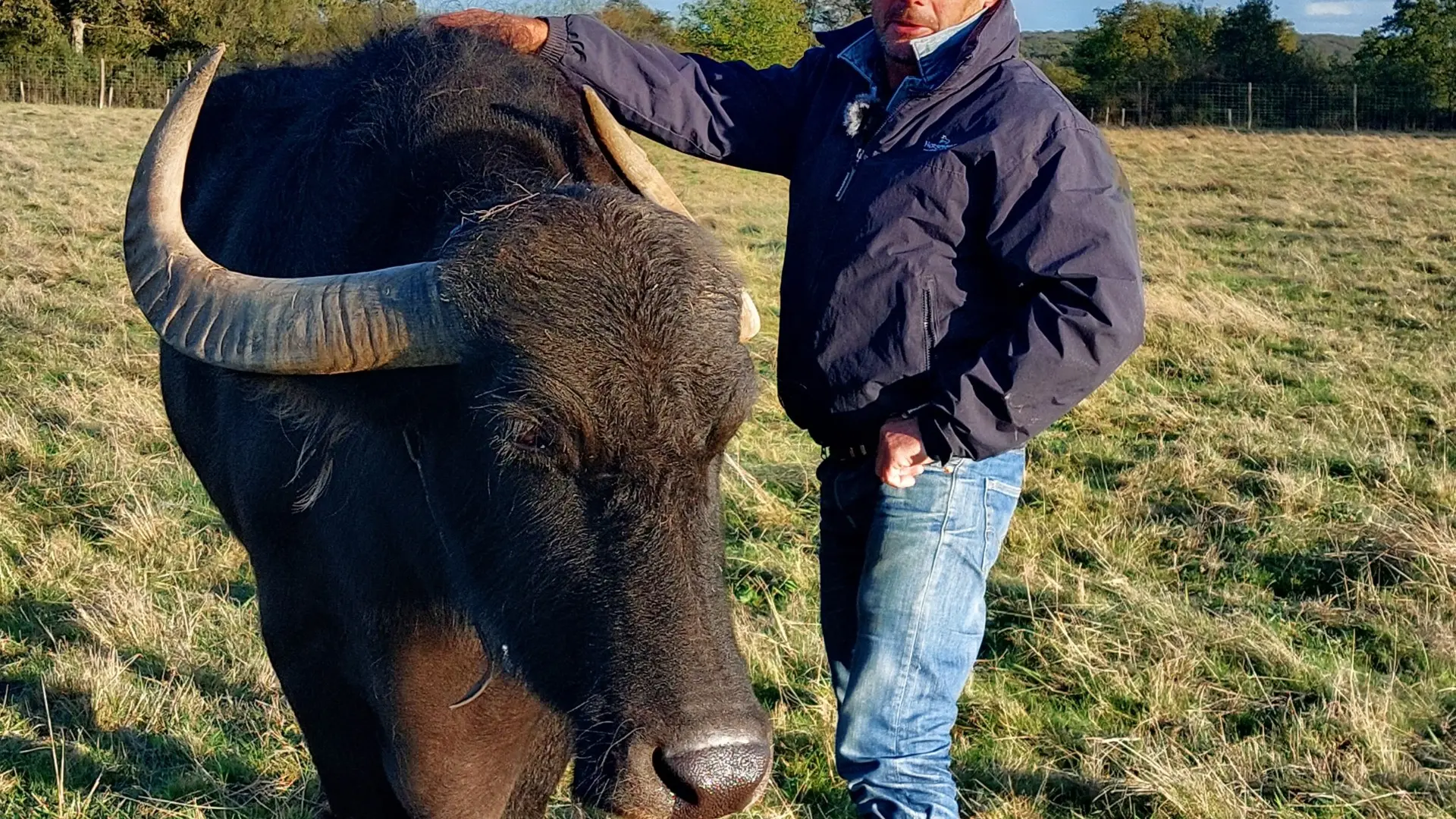 bisons