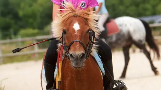 centre-equestre-ambrieres-les-vallees-53-asc-1