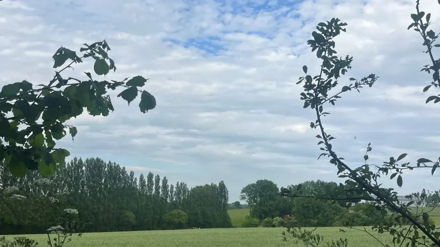 champ de blé
