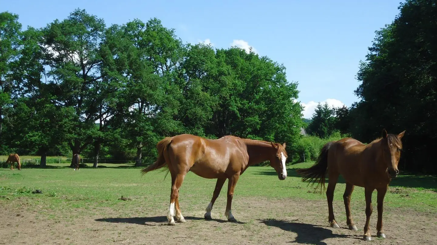 chevaux