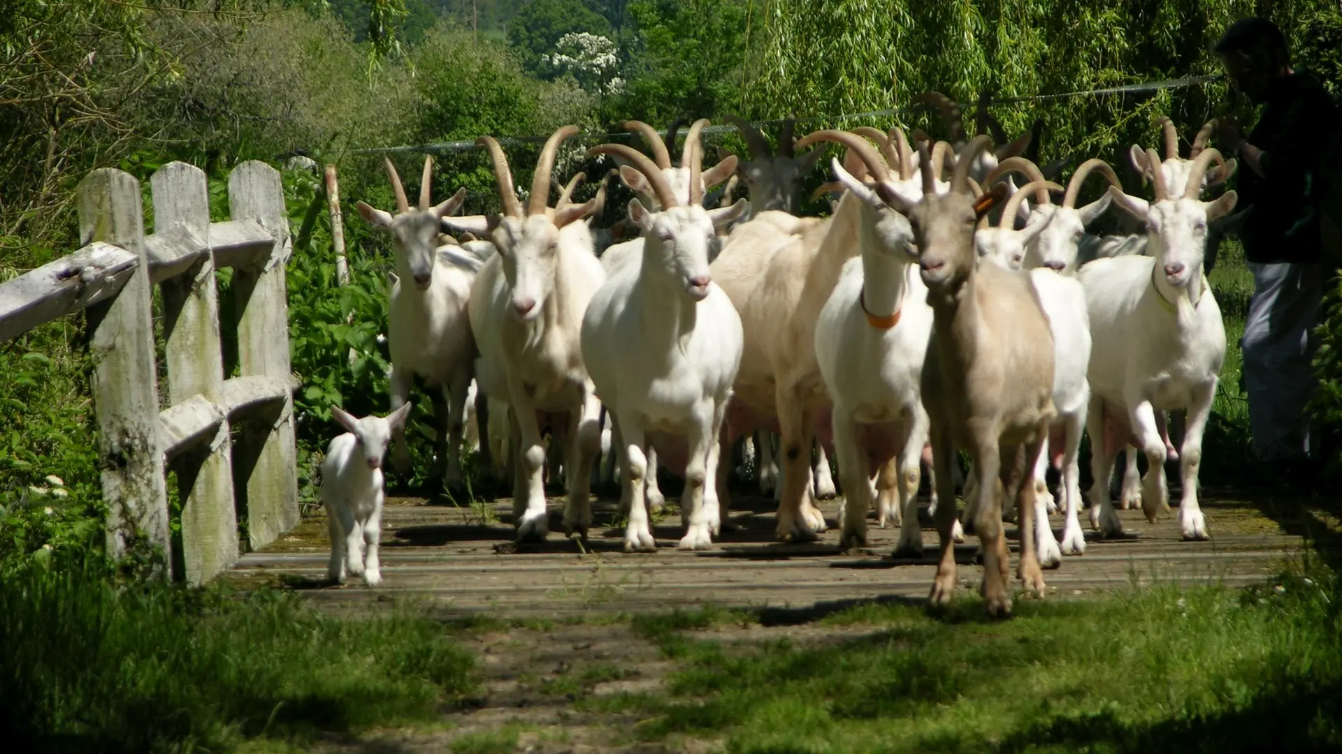 chevrerie-champrond