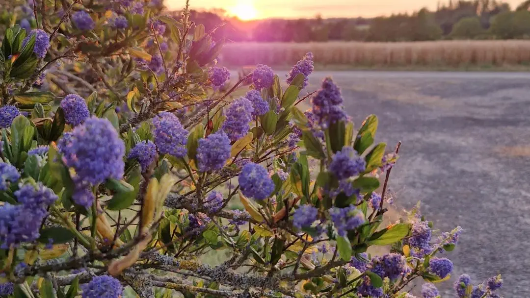 couche-de-soleil-fleuri-la-tiersinais