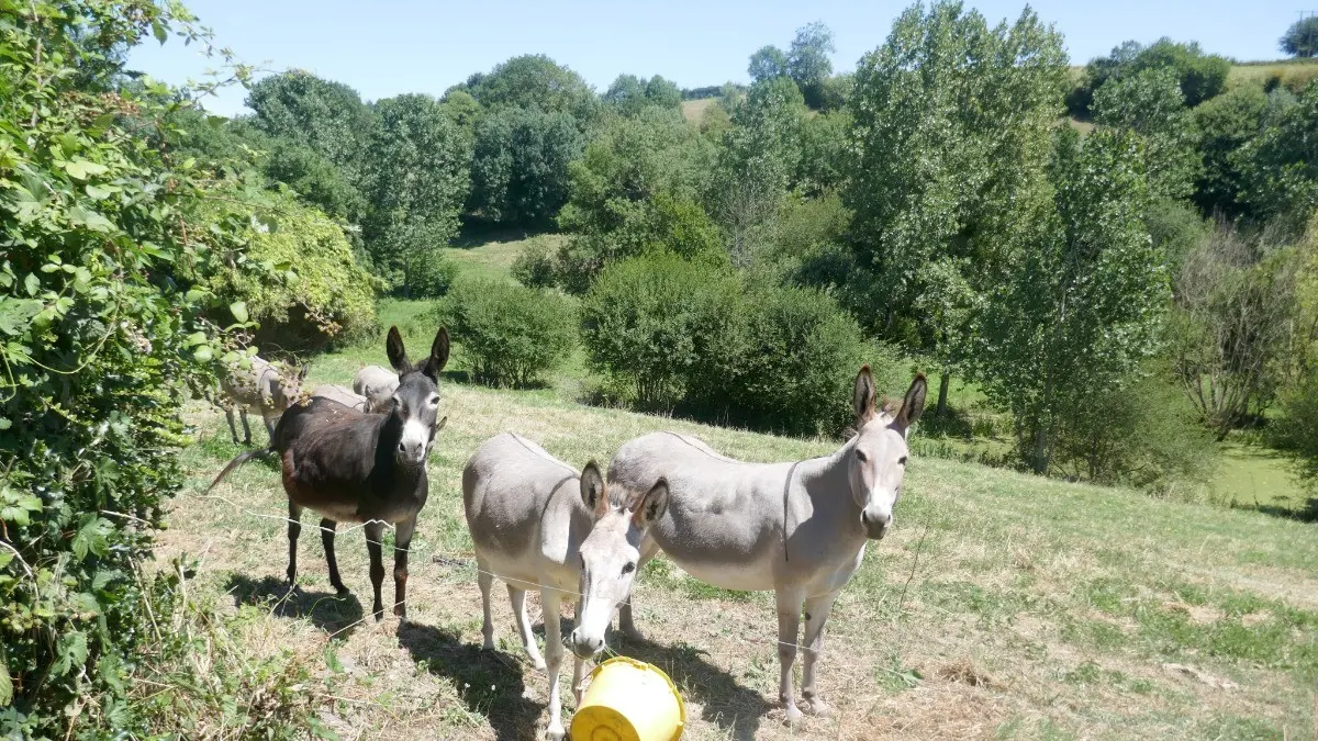 245563 - vue du gîte