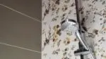 douche-150x150