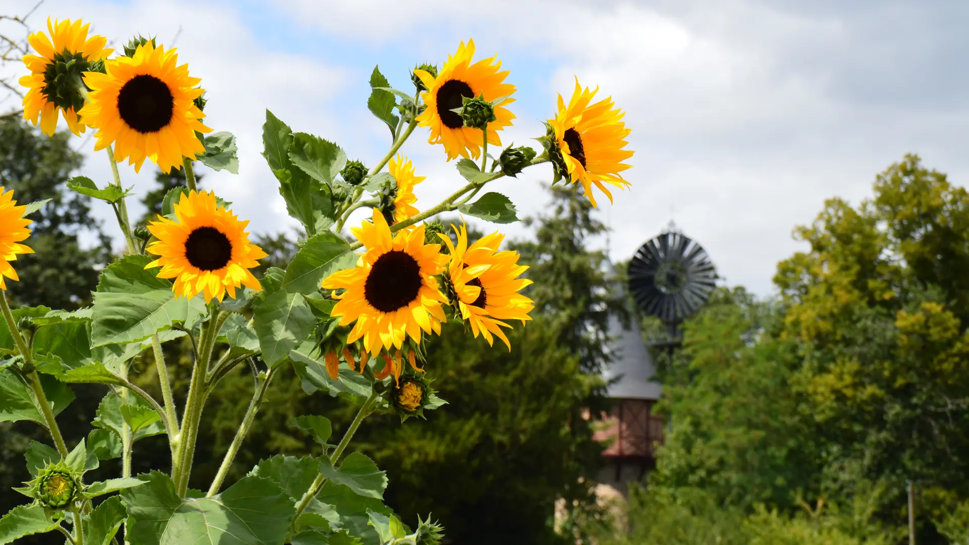 éolienne - jardin potager