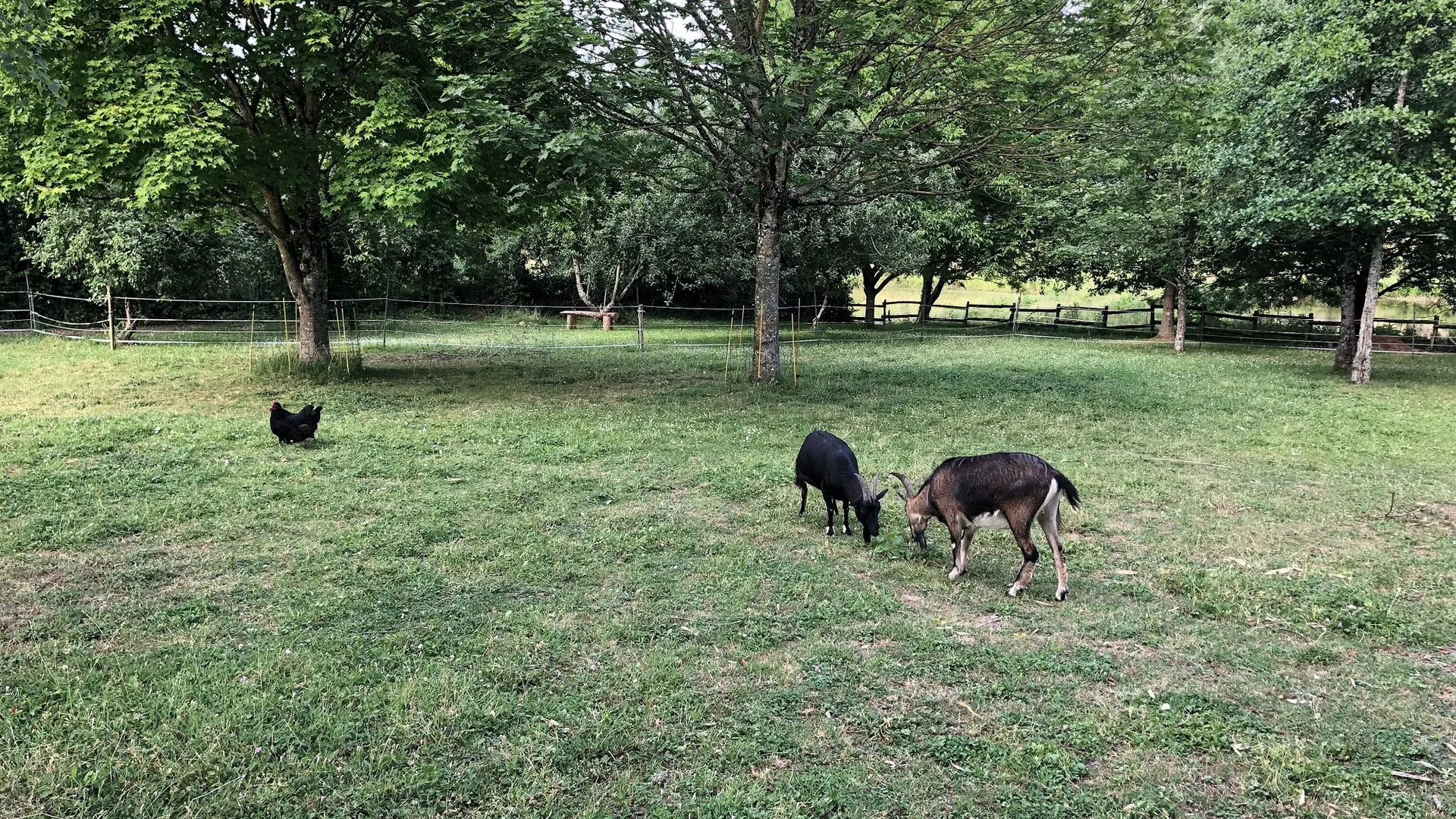 gite du rossignol foussais-payré fontenay-vendee-85240- (8)