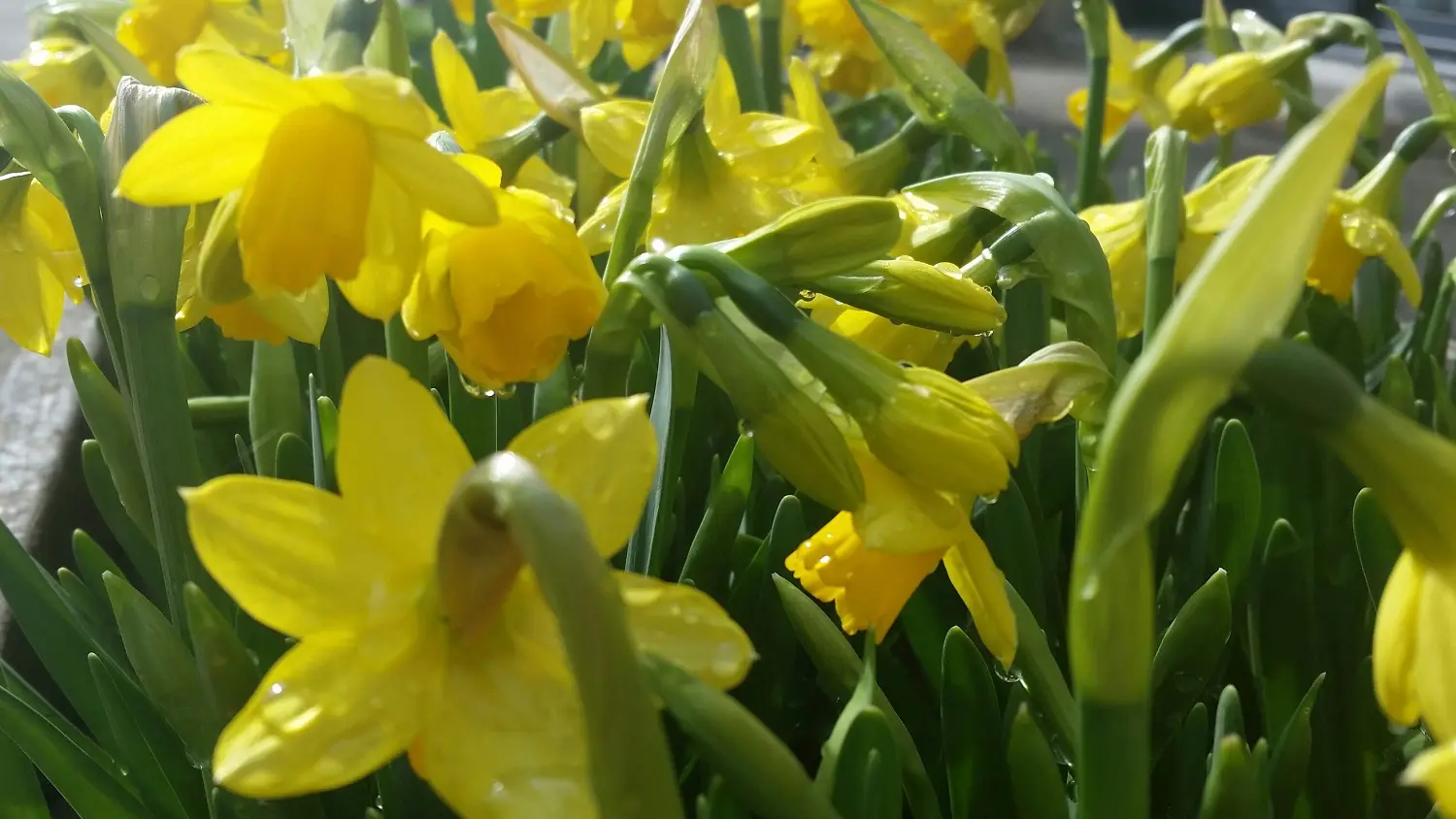 gite-le-farfadet-meublé-montreuil-vendée-85200-15-jardin-fleur