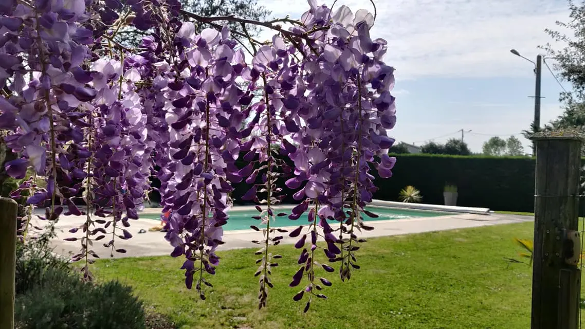 gite-le-farfadet-meublé-montreuil-vendée-85200-1-piscine-jardin