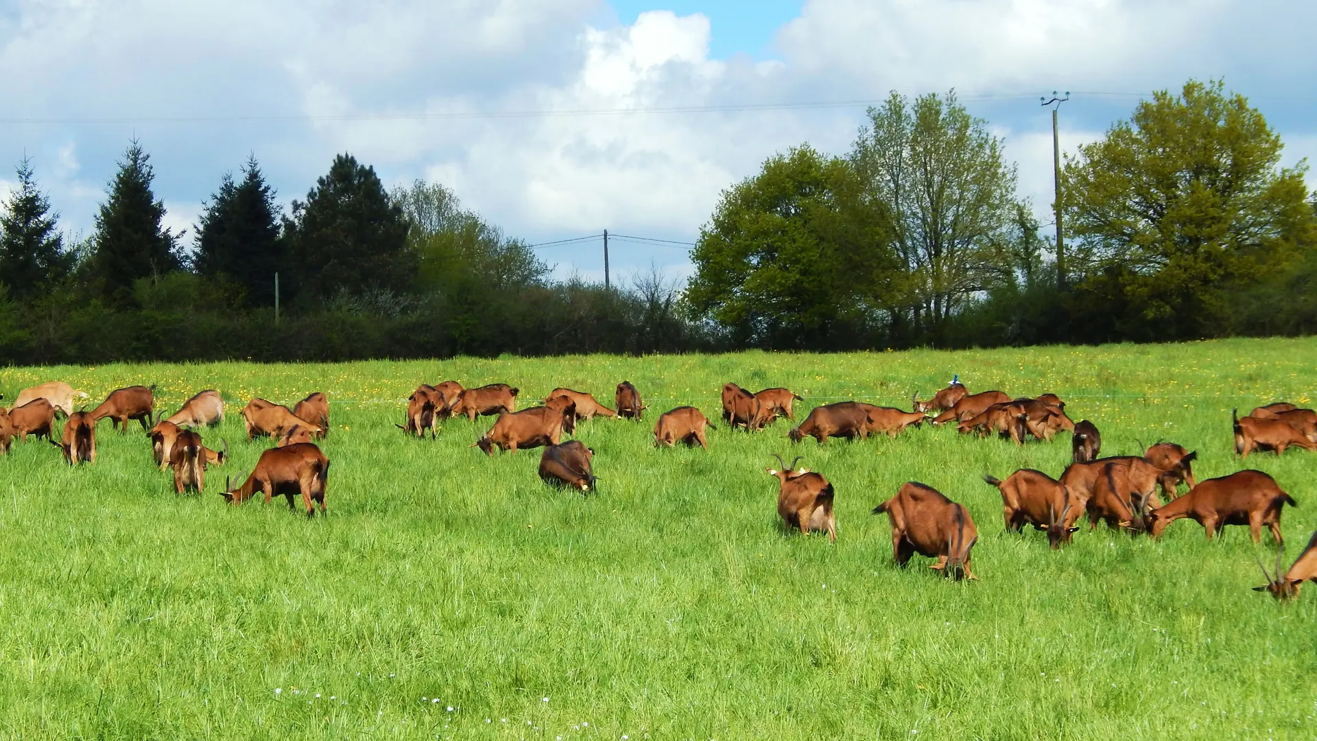 photo chèvre pâturage