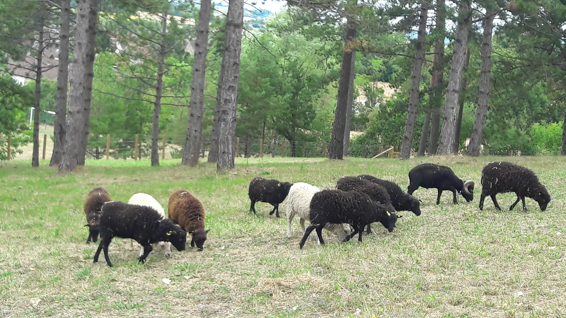 Moutons du parc animalier de Bourg-le-Roi