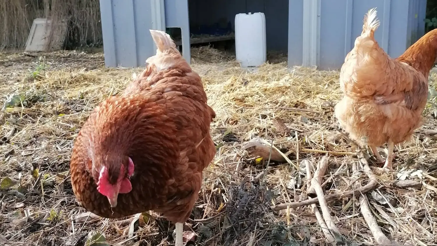 poules