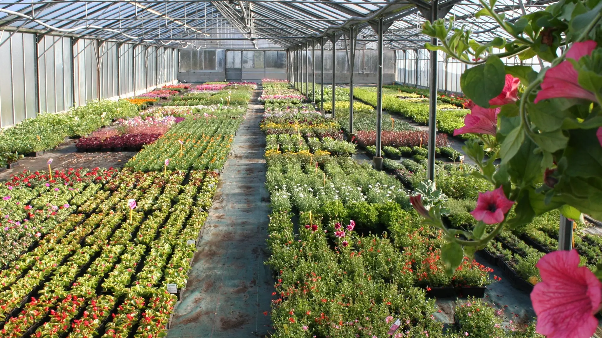 producteur maraicher horticulteur légumes fleurs 53 Mayenne vente directe - PO SERRES PLANTES A MASSIF