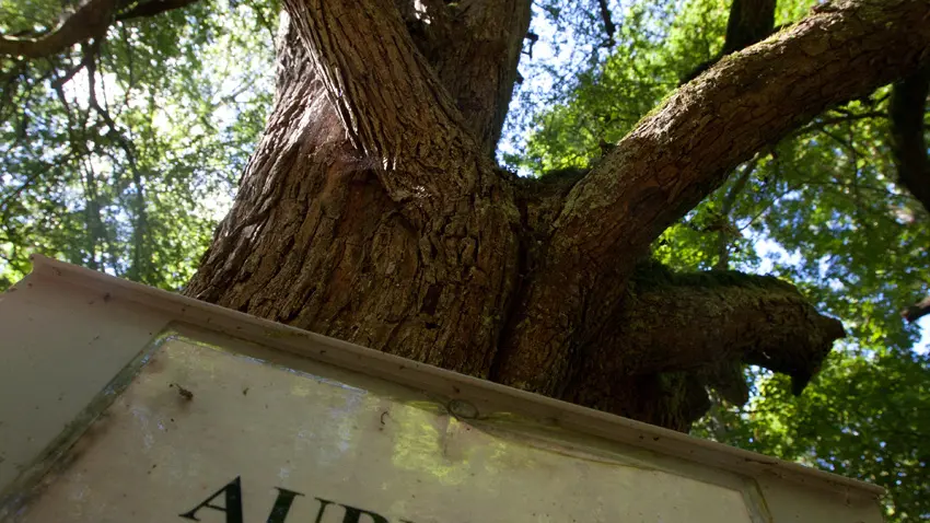 sentier-d-interpretation-arboretum-pontmain-53-iti-cp greboval (8)