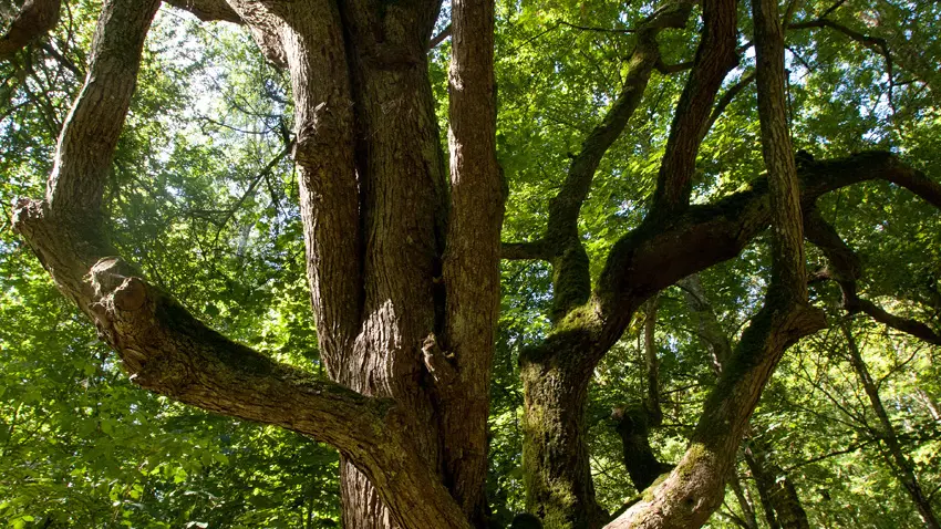 sentier-d-interpretation-arboretum-pontmain-53-iti-cp greboval (9)