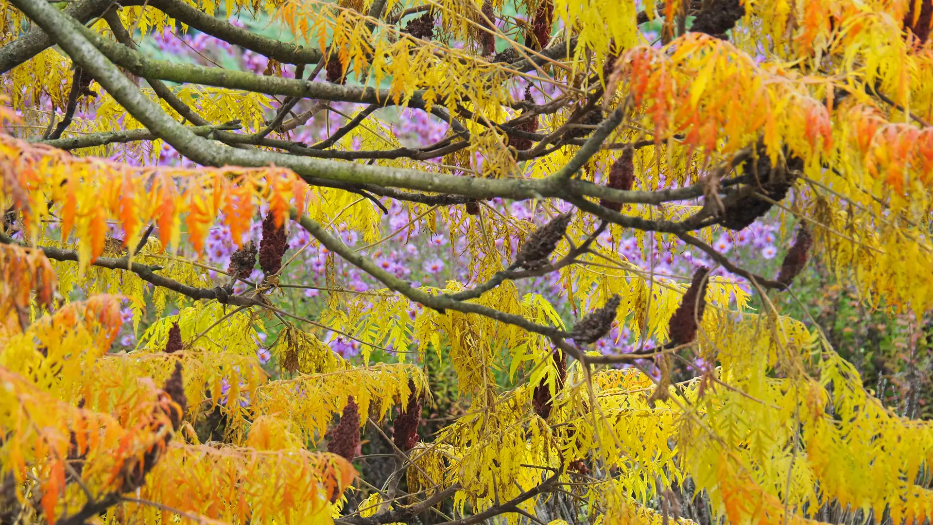 sumac asters