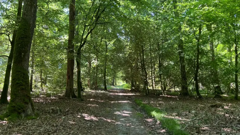 Forêt de Brotonne