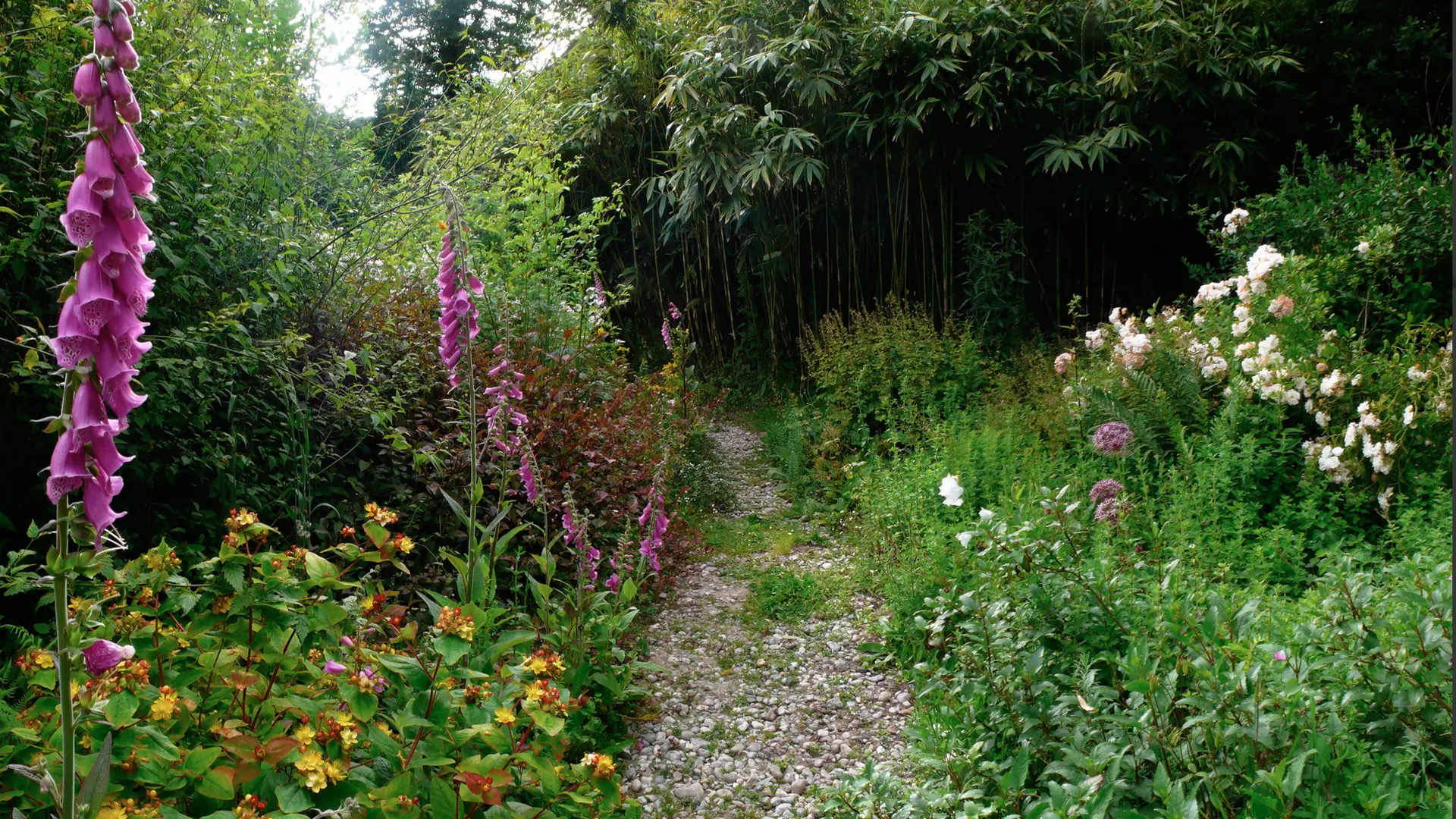 Chemin-Digitale-androseme-allium Christophii-campanula trachelium-geranium 'Samobor'-rosa Ghislaine de Feligonde-sasa kurilensis 'Shimofuri'