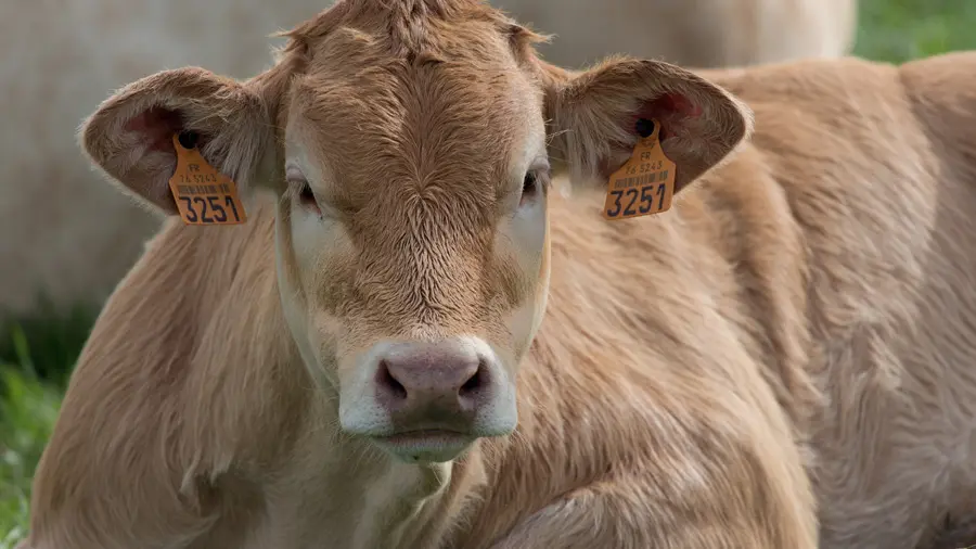 Vaches Ferme des Trois Portes