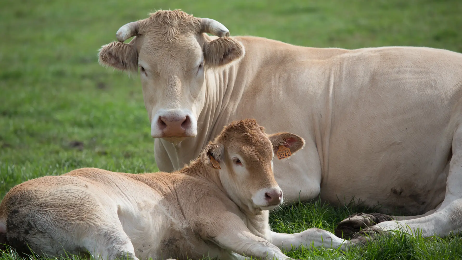 Vaches blonde d'Aquitaine