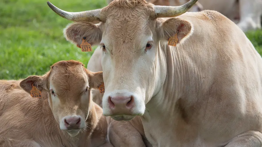 Vaches Ferme des Trois Portes