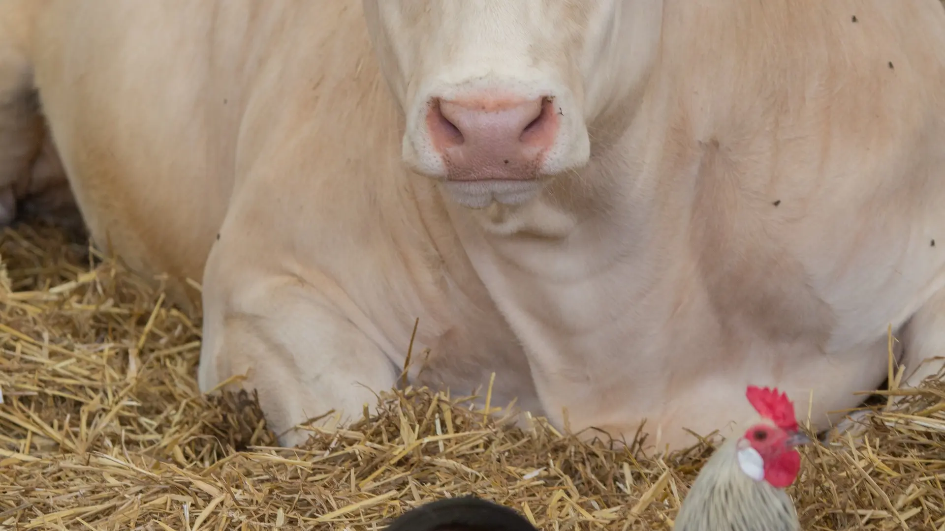 Vache blonde d'Aquitaine